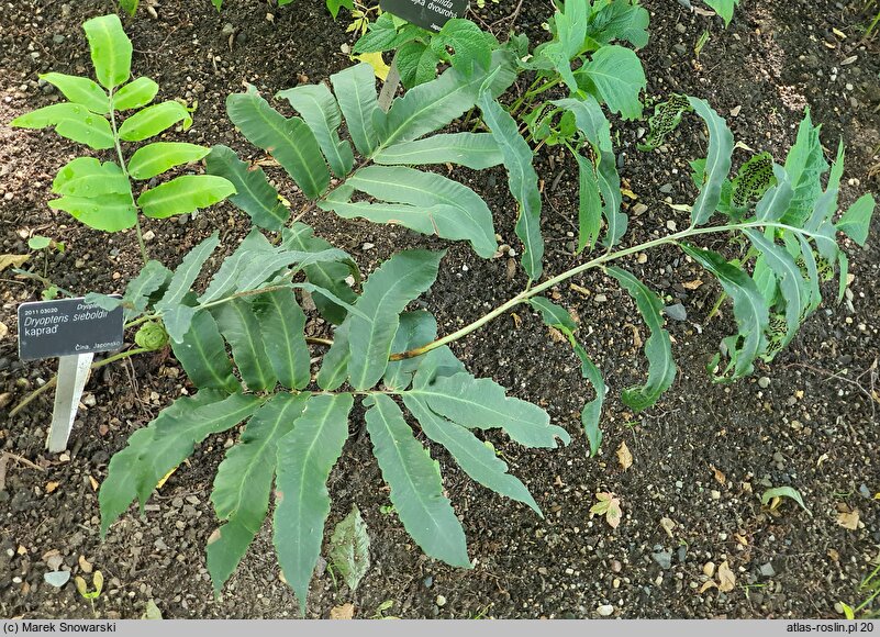 Dryopteris sieboldii Kaprad