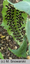 Dryopteris sieboldii Kaprad