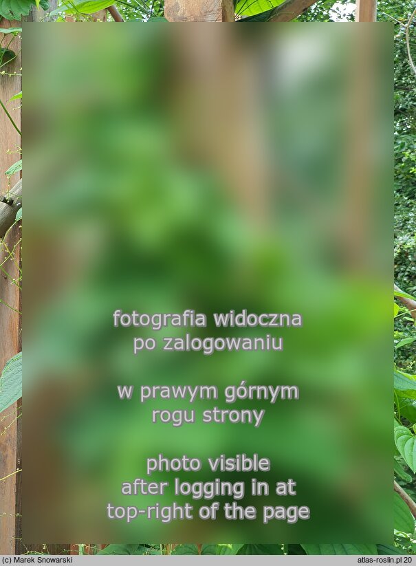 Dioscorea caucasica (pochrzyn kaukaski)