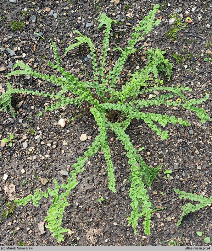 Athyrium filix-femina Frizelliae