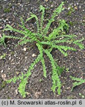 Athyrium filix-femina Frizelliae