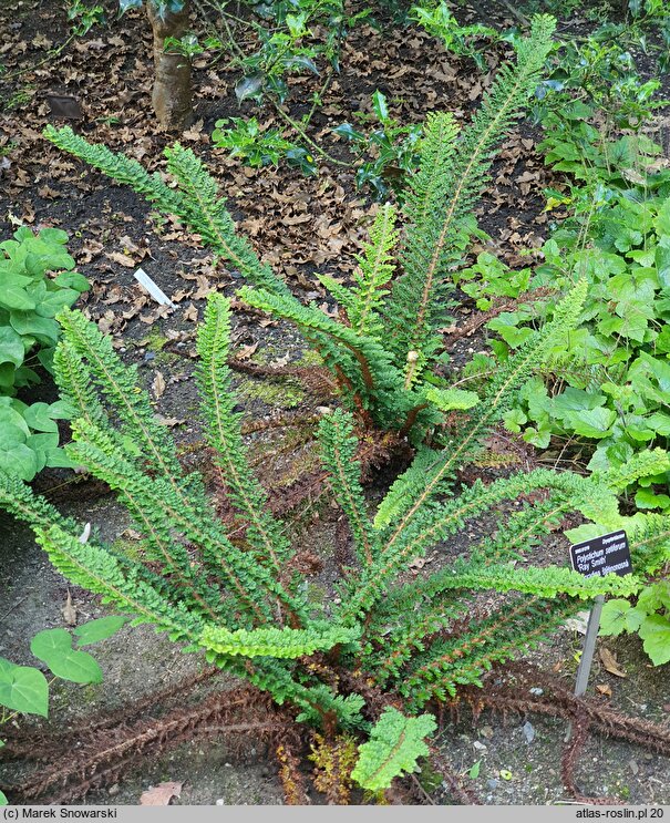 Polystichum setiferum Ray Smith