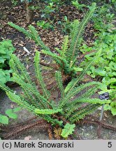 Polystichum setiferum Ray Smith