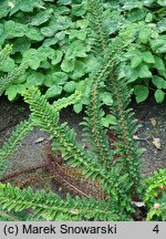 Polystichum setiferum Ray Smith