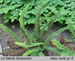 Polystichum setiferum Ray Smith