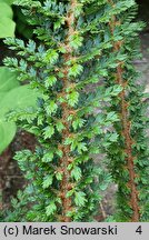 Polystichum setiferum Ray Smith