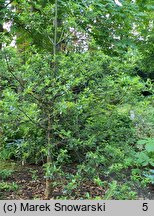 Ilex aquifolium Monstrosa