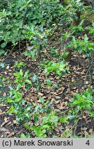 Ilex aquifolium Monstrosa