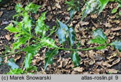 Ilex aquifolium Monstrosa