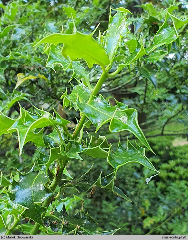 Ilex aquifolium Monstrosa