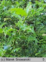 Ilex aquifolium Monstrosa