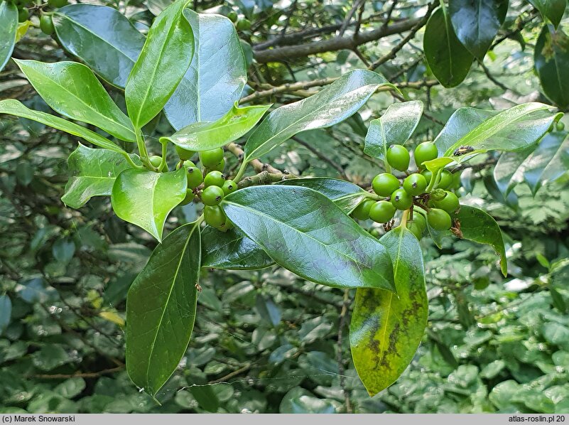 Ilex aquifolium Bacciflava