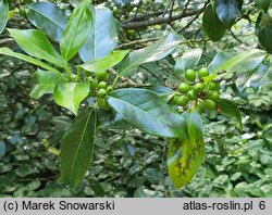 Ilex aquifolium Bacciflava