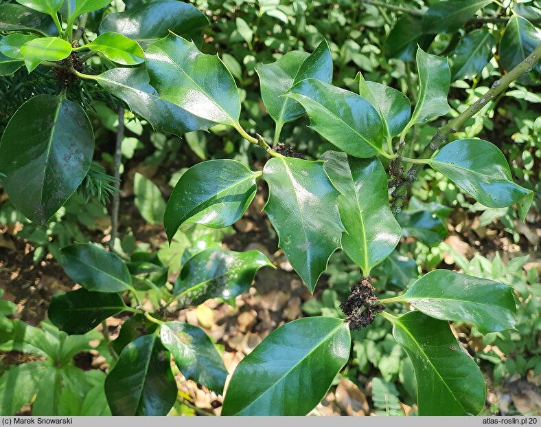 Ilex aquifolium Donningtonensis