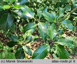 Ilex aquifolium Donningtonensis