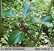 Ilex aquifolium Donningtonensis