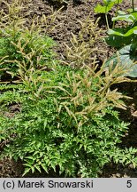 Aruncus Guinea Fowl