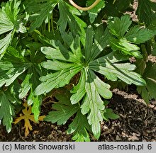 Aconitum hemsleyanum var. hemsleyanum