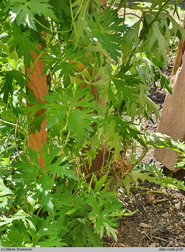 Aconitum hemsleyanum var. hemsleyanum BWJ7902