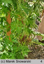 Aconitum hemsleyanum var. hemsleyanum BWJ7902