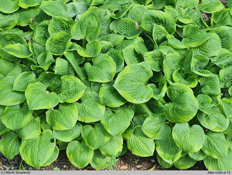 Hosta Ice and Cream