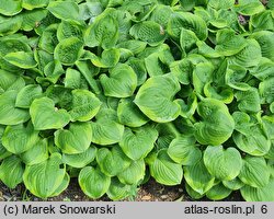 Hosta Ice and Cream