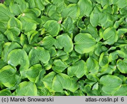 Hosta Ice and Cream