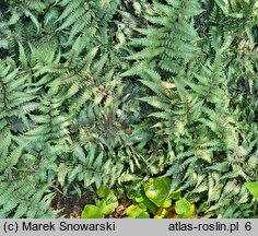 Athyrium niponicum Silver Falls