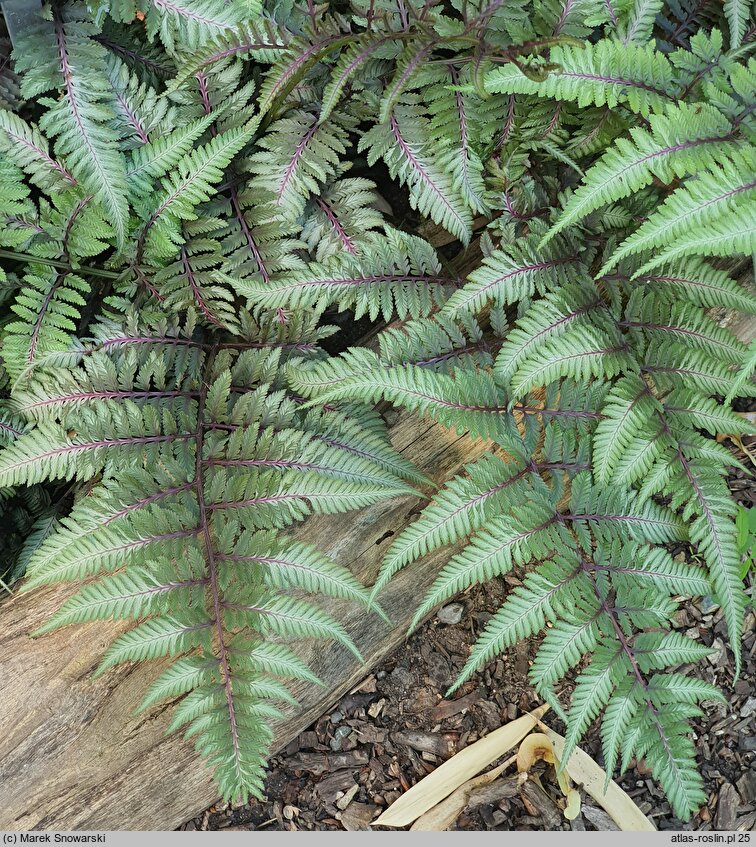 Athyrium niponicum Silver Falls