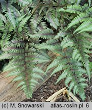 Athyrium niponicum Silver Falls