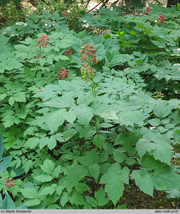 Actaea rubra (czerniec czerwony)