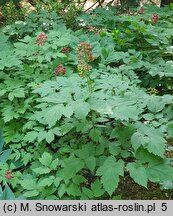 Actaea rubra (czerniec czerwony)