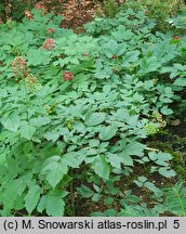 Actaea rubra (czerniec czerwony)