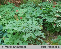 Actaea rubra (czerniec czerwony)