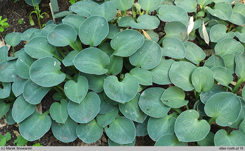 Hosta Blue Mouse Ears