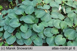 Hosta Blue Mouse Ears