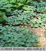 Hosta Blue Mouse Ears