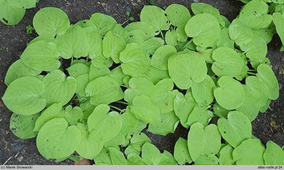 Hosta Cheatin Heart