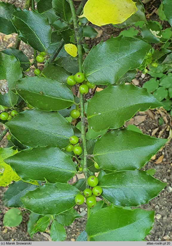 Ilex ×meserveae Blue Maid