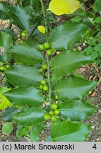 Ilex ×meserveae Blue Maid