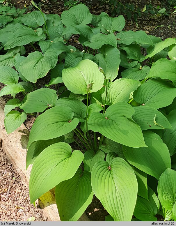 Hosta capitata (funkia główkowata)