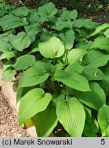 Hosta capitata (funkia główkowata)