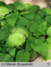 Hosta capitata (funkia główkowata)