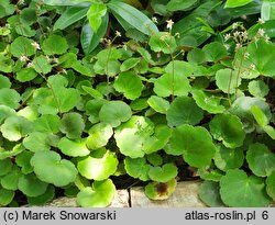 Saxifraga stolonifera Cuscutiformis