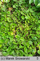 Saxifraga stolonifera Cuscutiformis