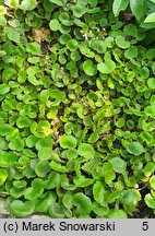 Saxifraga stolonifera Cuscutiformis