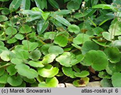 Saxifraga stolonifera Cuscutiformis