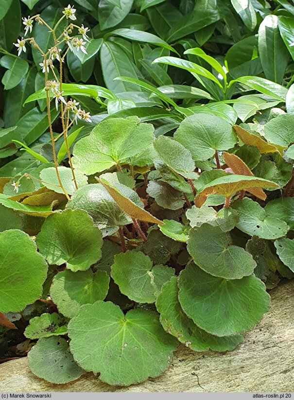 Saxifraga stolonifera Cuscutiformis