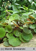 Saxifraga stolonifera Cuscutiformis