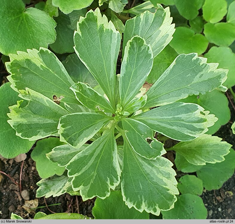 Pachysandra terminalis Silver Edge